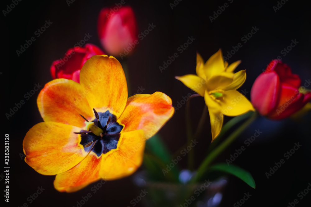 tulips on black background tulips on black background