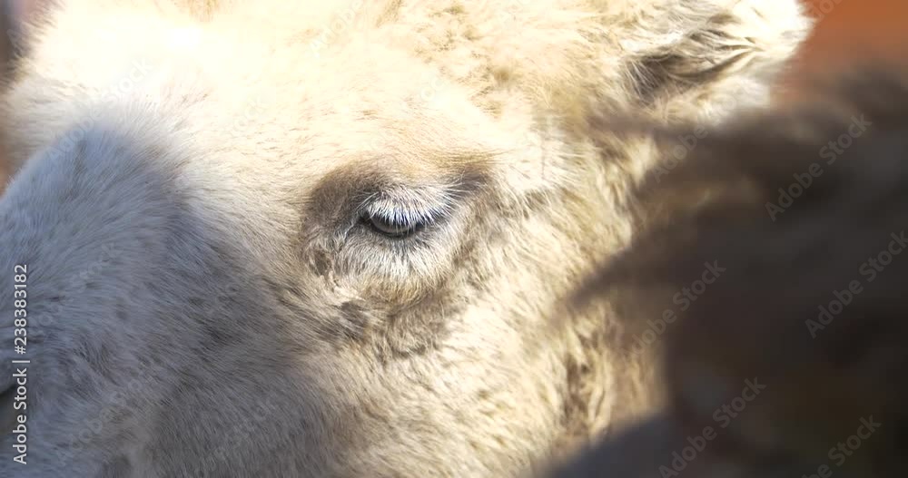 an eye on a camel's face an eye on a camel's face