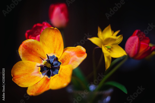 tulips on black background