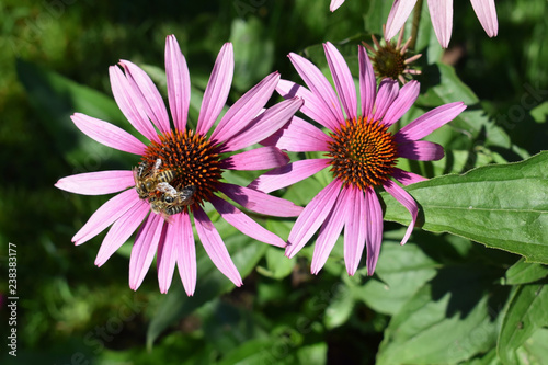 Bees on Echinacea purpurea flowers