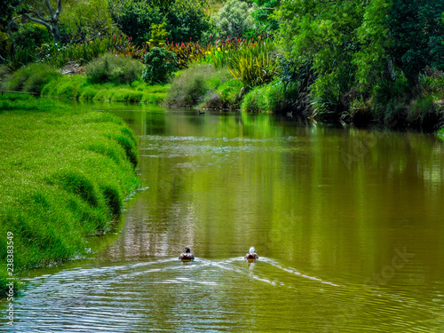 Ducks on Whitianga Stream