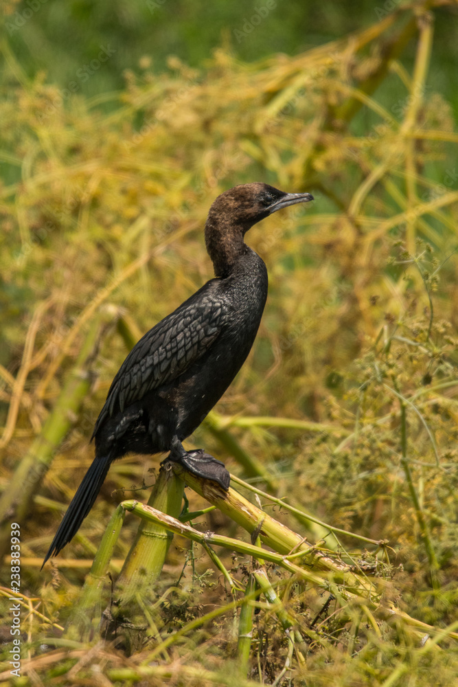 Fototapeta premium Pygmy Cormorant / Microcarbo pygmaeus
