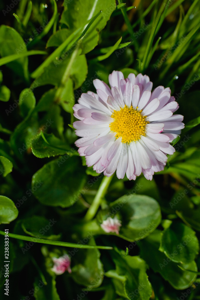 flower in the garden flower in the garden