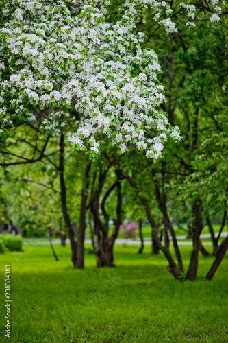 apple orchard in spring