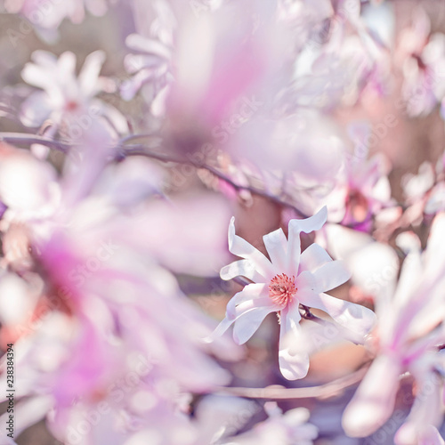 Magnolie