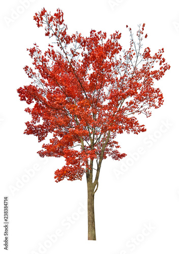 dark red autumn maple tree isoalted on white