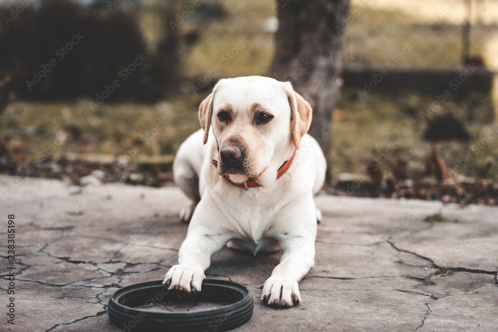 Serious labrador Serious labrador