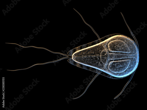 3d Illustration of the protozoan, Giardia lamblia isolated on white photo