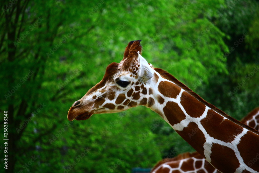 Fototapeta premium Giraffe