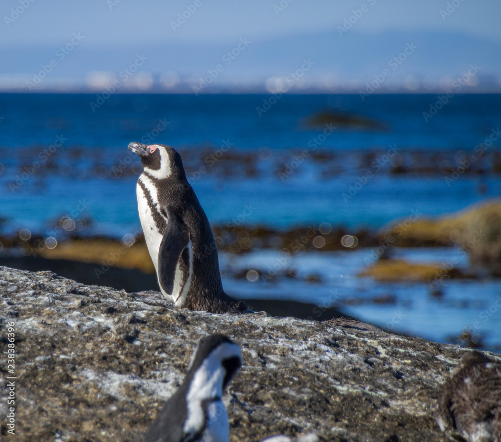 Obraz premium Colony of jackass penguins, boulder beach, Cape Town, South Africa