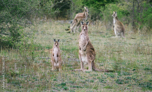 Fototapeta Naklejka Na Ścianę i Meble -  Kangaroos in the wild in Australia	
