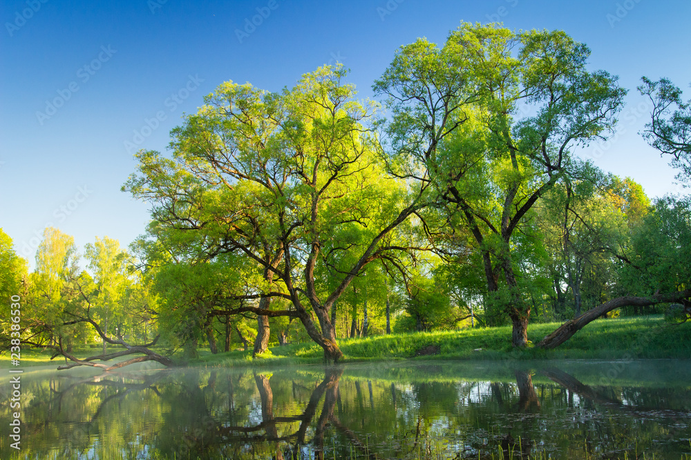 Fototapeta premium Spring nature in morning