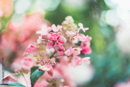 pink flowers in garden © Karalee
