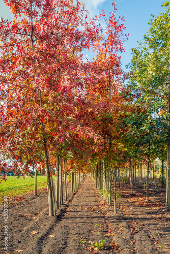 Long rows of young oak avenue trees in varied colors supported by bamboo sticks