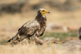 Egyptian Vulture / Neophron percnopterus