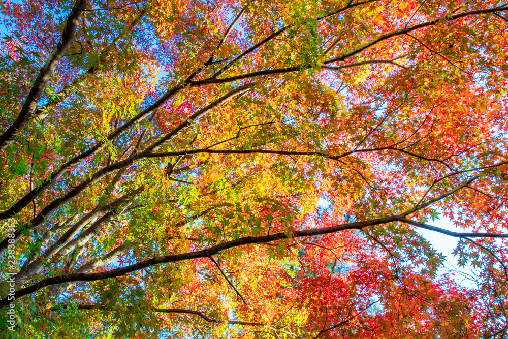 秋の楓を見上げる　Maple foliage in autumn