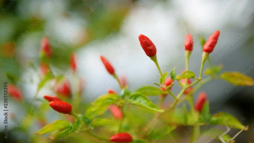 Chilli Padi with green leaf and stems in the windy Chilli Padi with green leaf and stems in the windy
