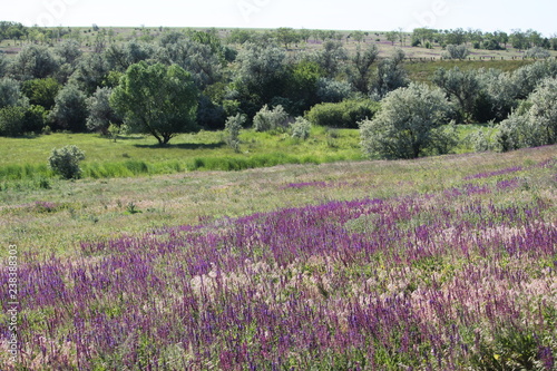 lavender field/ beautiful summer meadow 