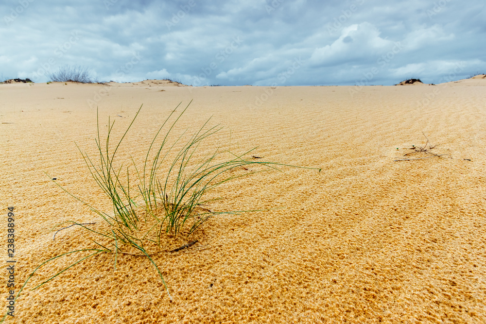 Φωτογραφία The lonely tussock of the grass in the sandy desert and cloudy stormy sky