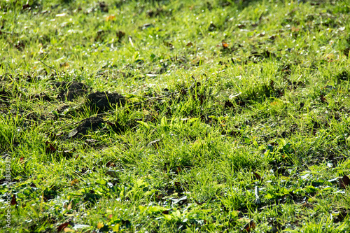 短い草に覆われた地面 The Ground Covered With Green Grass Stock Photo Adobe Stock