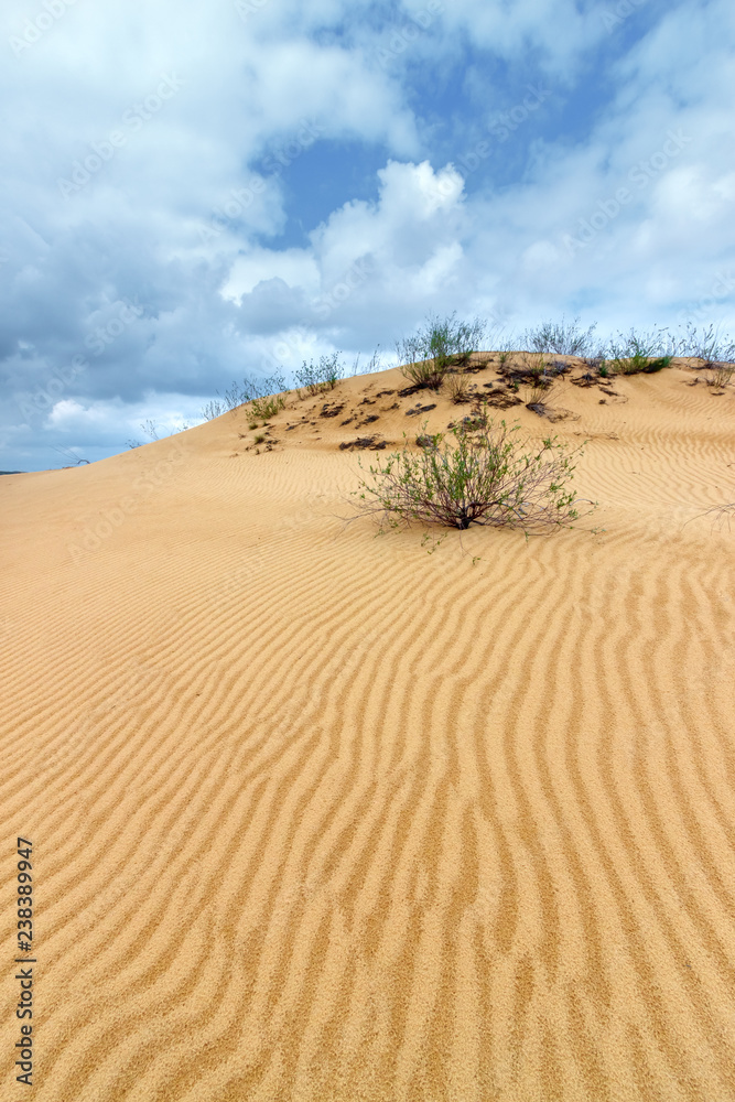 The ripple sandy surface of the desert with the poor vegetation and cloudy stormy sky. Rostov-on-don region, Russia The ripple sandy surface of the desert with the poor vegetation and cloudy stormy sky. Rostov-on-don region, Russia