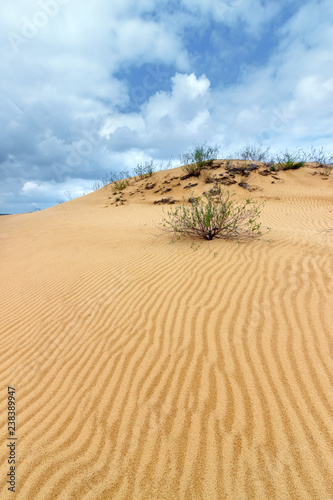 The ripple sandy surface of the desert with the poor vegetation and cloudy stormy sky. Rostov-on-don region, Russia
