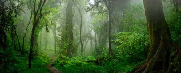 Deep tropical jungles of Southeast Asia in august