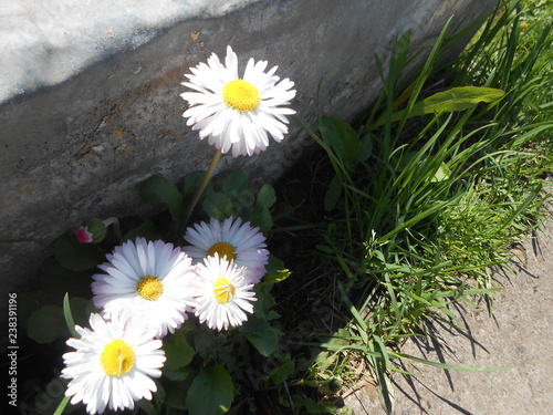 daisy in the grass