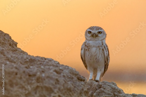 Little Owl posing over rock pile at the Desert  photo