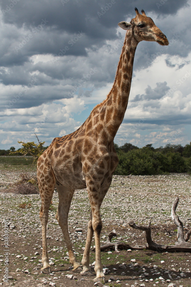 Obraz premium Giraffe in Etosha National Park in Namibia in Africa