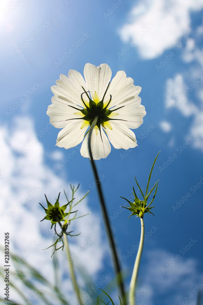 Jolie fleur blanche sur ciel bleu ensoleillé Photos | Adobe Stock
