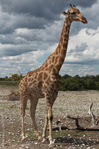 Giraffe in Etosha National Park in Namibia in Africa