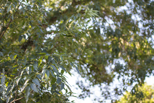 Aroves - Natureza