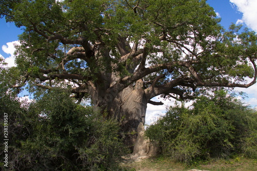 Baobab tree in Bwabwata National park in Namibia in Africa