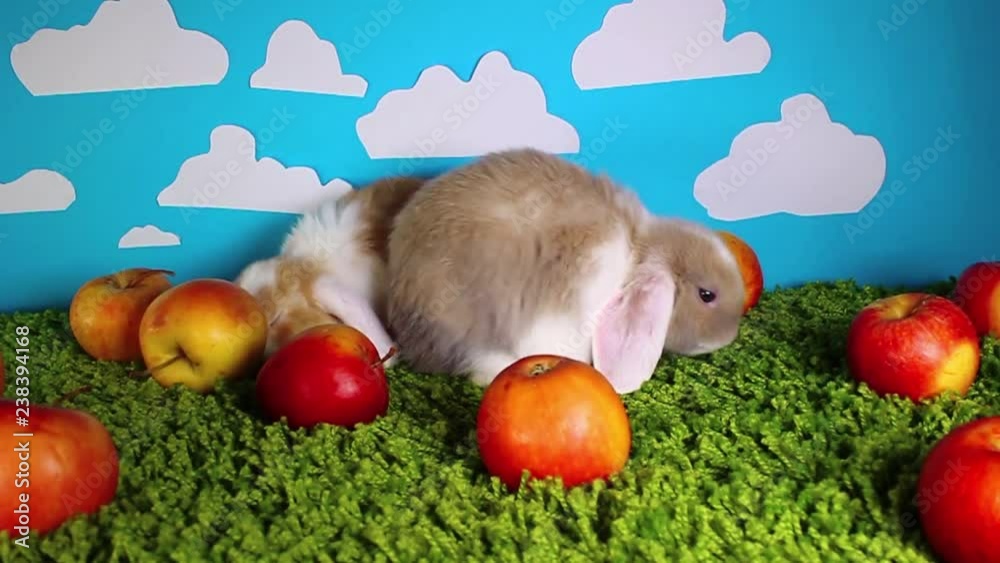 Bunny rabbit lop dwarf mini bunny pet apple festival eating apples