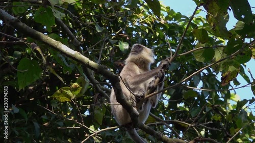 Gray Langur or Hanuman Langurs (Semnopithecus schistaceus) Sitting on Tree Branch photo