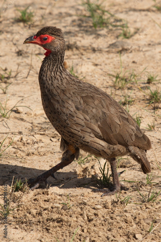 Swainson's spurfowl in Bwabwata National park in Namibia in Africa Swainson's spurfowl in Bwabwata National park in Namibia in Africa