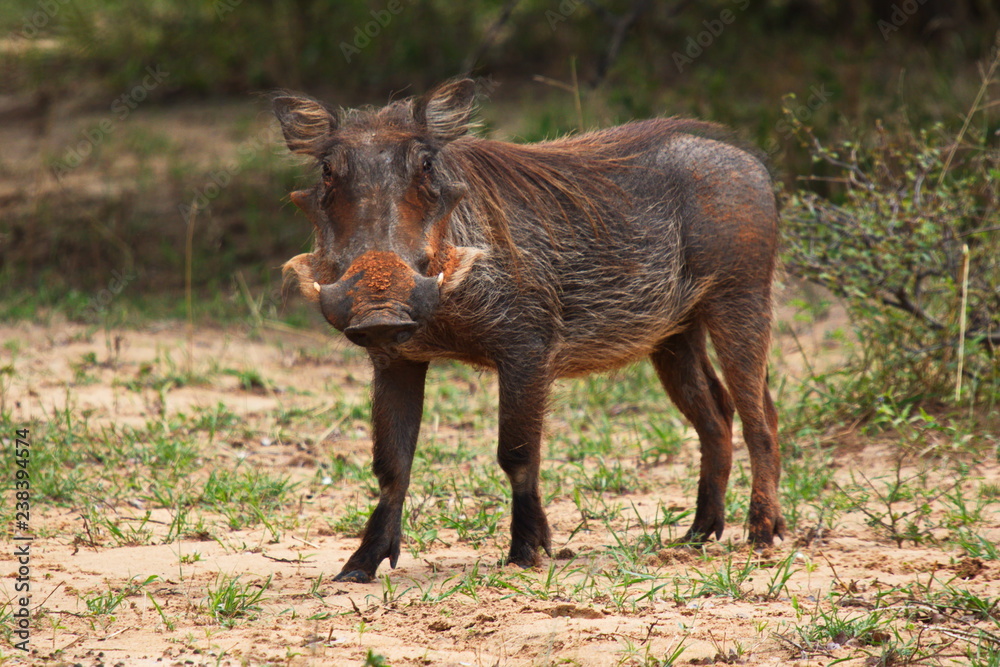 Warthog in Bwabwata National Park in Namibia in Africa Warthog in Bwabwata National Park in Namibia in Africa