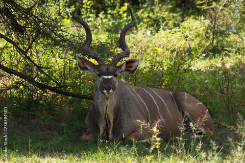Greater kudu in Bwabwata National Park in Namibia in Africa © kstipek