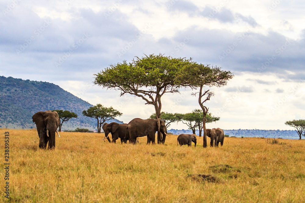 Elephant herd walking on the plains of the Masai Mara National Park in Kenya
