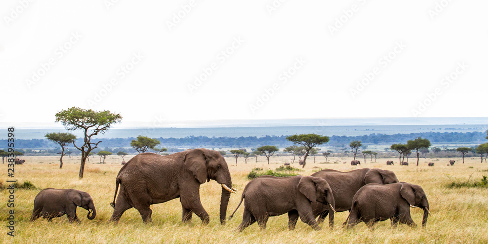 Elephant herd walking on the plains of the Masai Mara National Park in Kenya - obrazy, fototapety, plakaty 