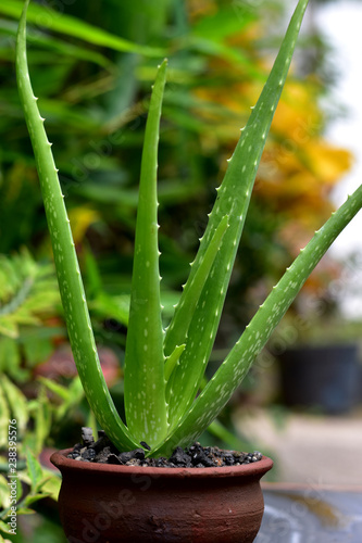  Aloe vera flower