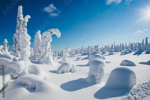 Beautiful snowy winter landscape. Snow covered fir trees on the background.  Finland, Lapland © nblxer