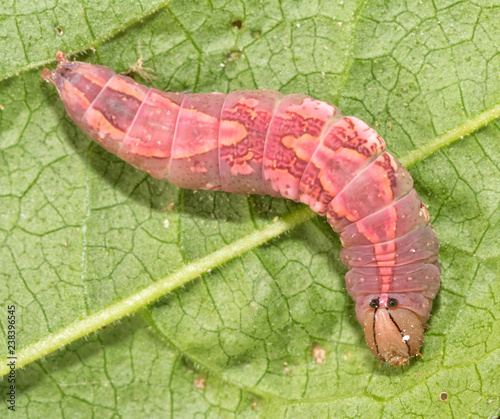 Pink Heterocampa umbrata, a White-blotched Heterocampa Moth caterpillar on a green leaf photo