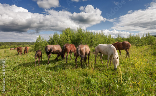 Horses and foal on lush green grass by the summer forest