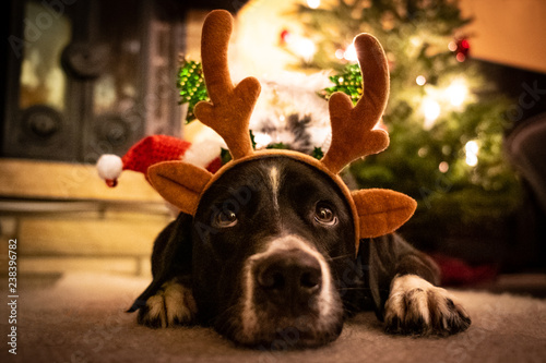 Christmas Dog 