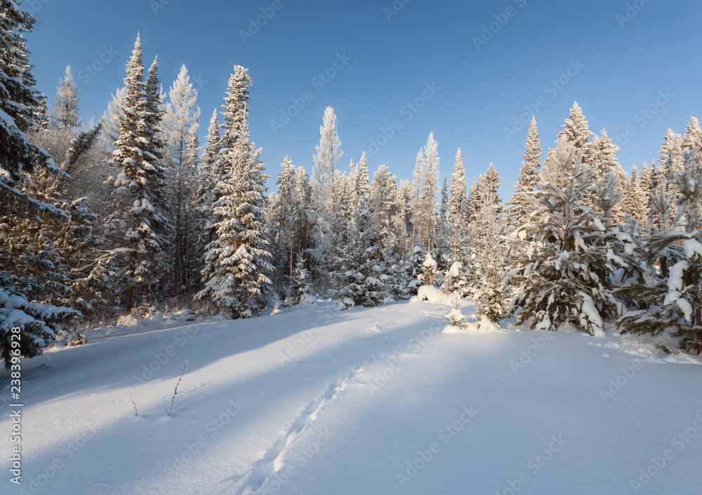 animal tracks in the snow to the coniferous forest