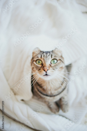 cat © Софья Самсонова