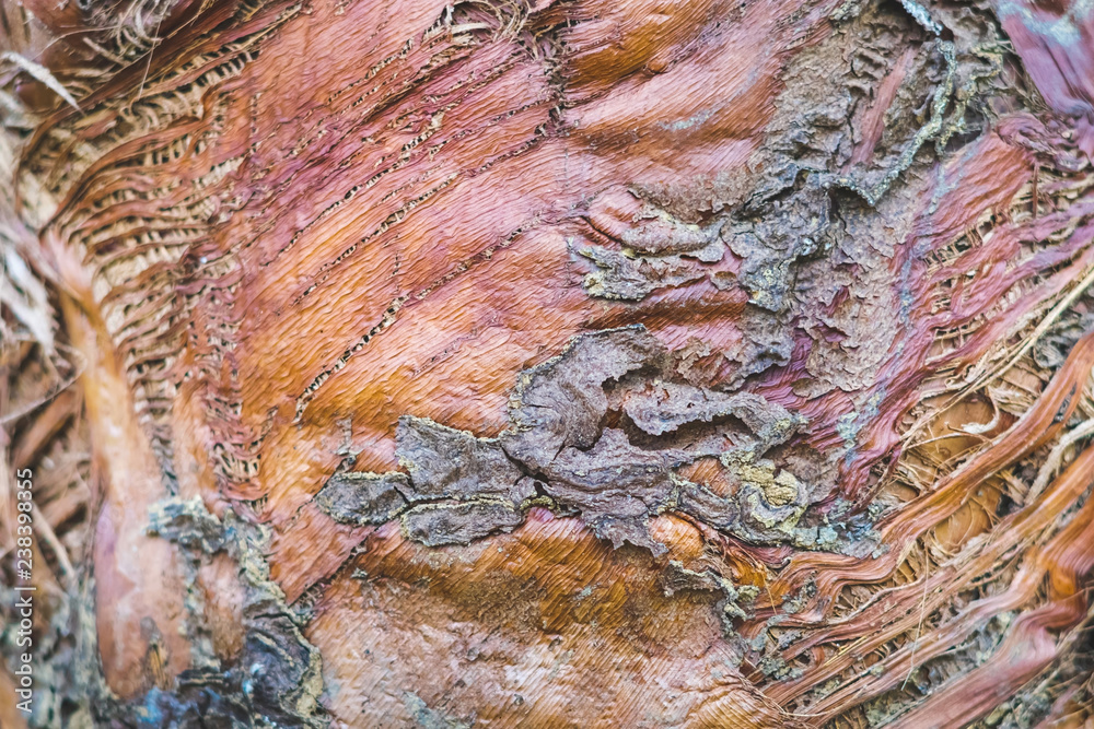 Surface of old trunk palm tree. Texture Background.