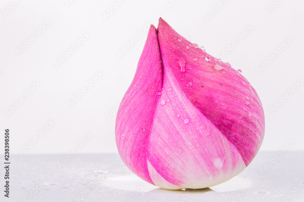 Beautiful pink Lotus flower on white background Beautiful pink Lotus flower on white background